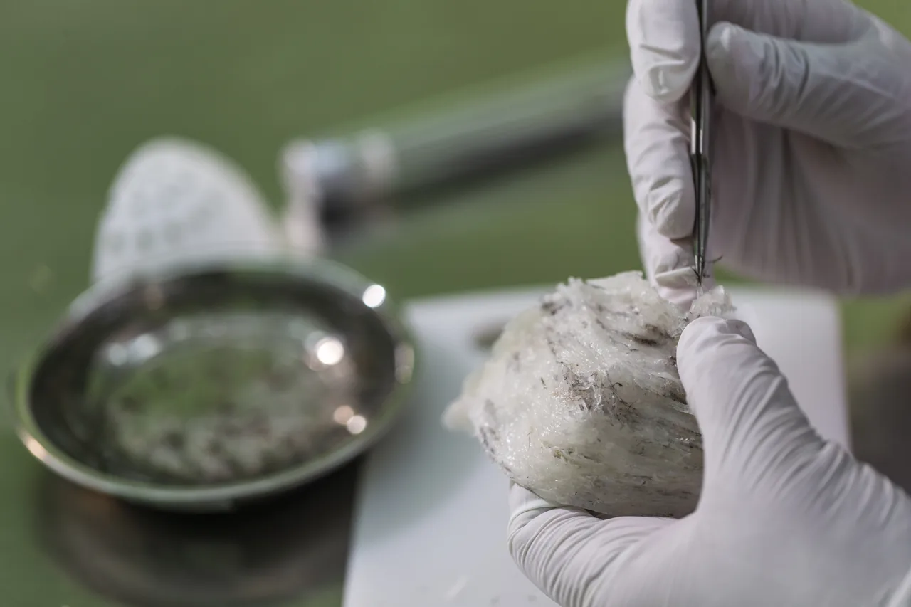 Gloved hands carefully cleaning a bird’s nest with tweezers